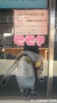 福岡市動物園のキングペンギンたちが旭山動物園に引っ越したそうです(^○^)!!