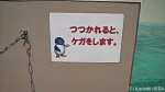下田海中水族館のペンギン展示施設はイルカショーと同時に見学できる位置にあります〜下田海中水族館・前編〜(^○^)!!