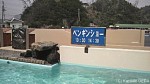 下田海中水族館のペンギン展示施設はイルカショーと同時に見学できる位置にあります〜下田海中水族館・前編〜(^○^)!!