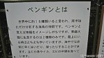 下田海中水族館のペンギン展示施設はイルカショーと同時に見学できる位置にあります〜下田海中水族館・前編〜(^○^)!!