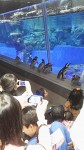 すみだ水族館ではマゼランペンギンたちのお散歩が始まりました(^○^)!!