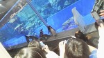 すみだ水族館ではマゼランペンギンたちのお散歩が始まりました(^○^)!!