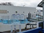 Ｔ様から越前松島水族館の最新ペンギン展示施設に関する情報と映像をいただきました(^○^)!!