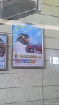 今年の夏の海遊館ポスターはイワトビのドアップです(^○^)!!
