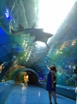 いつもお世話になっております株式会社ヴァイスヴァーサの平川様からEPSON水族館の最新情報をいただきました(^○^)!!