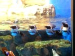 いつもお世話になっております株式会社ヴァイスヴァーサの平川様からEPSON水族館の最新情報をいただきました(^○^)!!