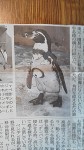 最近報じられた旭山動物園の「ペンギン目線カメラ」について