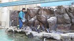 雪のマリンピア松島水族館ペンギンランドです～マリンピアクラブ「忘年会・牡蠣小屋ツアー」報告～その３～(^○^)!!