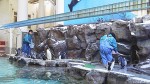 雪のマリンピア松島水族館ペンギンランドです～マリンピアクラブ「忘年会・牡蠣小屋ツアー」報告～その３～(^○^)!!