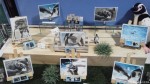 しものせき水族館=海響館では「ペンギン村」５周年特別企画展が開催されています(^○^)!!