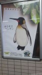開園百周年を迎えた天王寺動物園の近くにいるキングペンギンです(^○^)!!