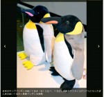 朝日新聞記者の村山様から「長崎ペンギン水族館特製ペンギンぐるみ」に関する情報をいただきました(^○^)!!