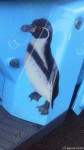 フンボルトペンギン・スクーターは福岡市動植物園で働いています(^○^)!!