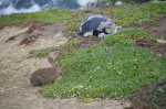 ニュージーランドにいらっしゃる廣田様からキガシラペンギンに関する情報をいただきました(^○^)!!