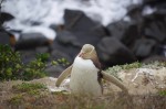 ニュージーランドにいらっしゃる廣田様からキガシラペンギンに関する情報をいただきました(^○^)!!