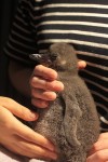 すみだ水族館の芦刈様から「49羽目のマゼランペンギン誕生」のお知らせをいただきました(^○^)!!